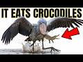The Prehistoric Bird That's Still Alive Today (And It Eats Crocodiles)