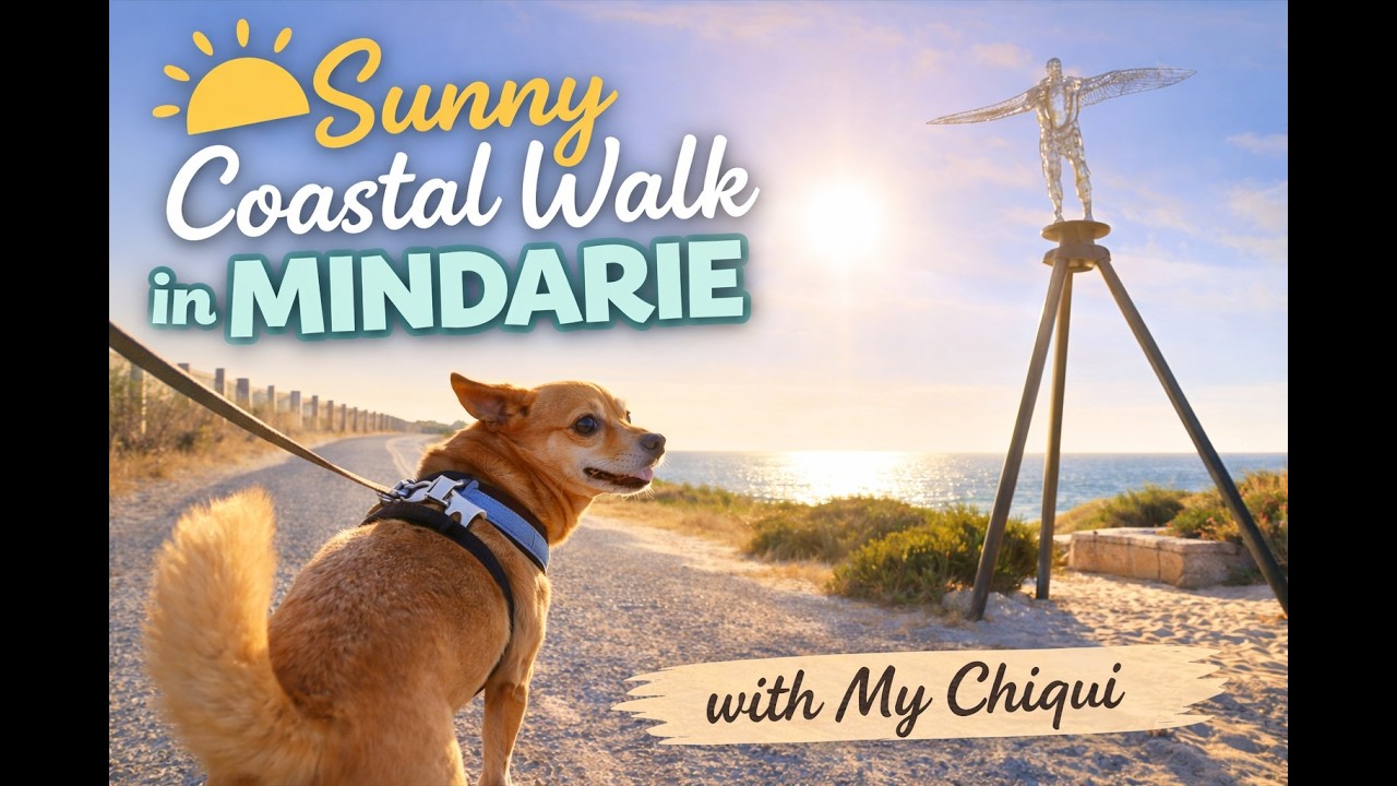 Sunny Coastal Walk in Mindarie with My Chihuahua Chiqui. Beach and Bush Stroll.