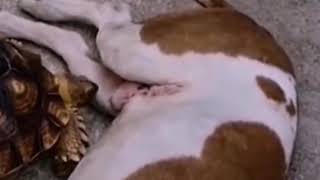 Turtle wants to bite The dog's penis tortoise bite dog