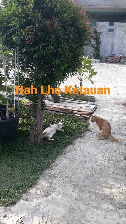 Mesum di Bawah Pohon Tertangkap Kamera