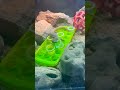 MINI DINOSAUR WORKS OUT FOOD PUZZLE #reptiles #reptilelove #monitor #ackiemonitor