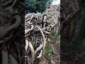This tree looks like many small snakes #whimsicaldecor #pocketmonsters #darkromancevibes #creepyart