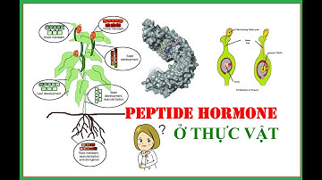 Chuyên đề 14: Giới thiệu về Peptide hormone ở Thực vật - Phytohormone giàu amine