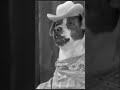 dogvile comedy #mgm #dogs #wtf