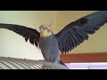 Funny cockatiel singing