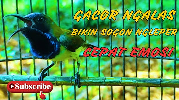 MASTERAN SOGON GACOR PENJEBOL EMOSI SOGON MACET BUNYI TUNGGU 1 MENIT PASTI SOGON RESPON ! #PART 222