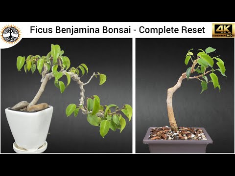 Ficus Benjamina Bonsai - The Great Reset