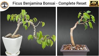 Ficus Benjamina Bonsai - The Great Reset