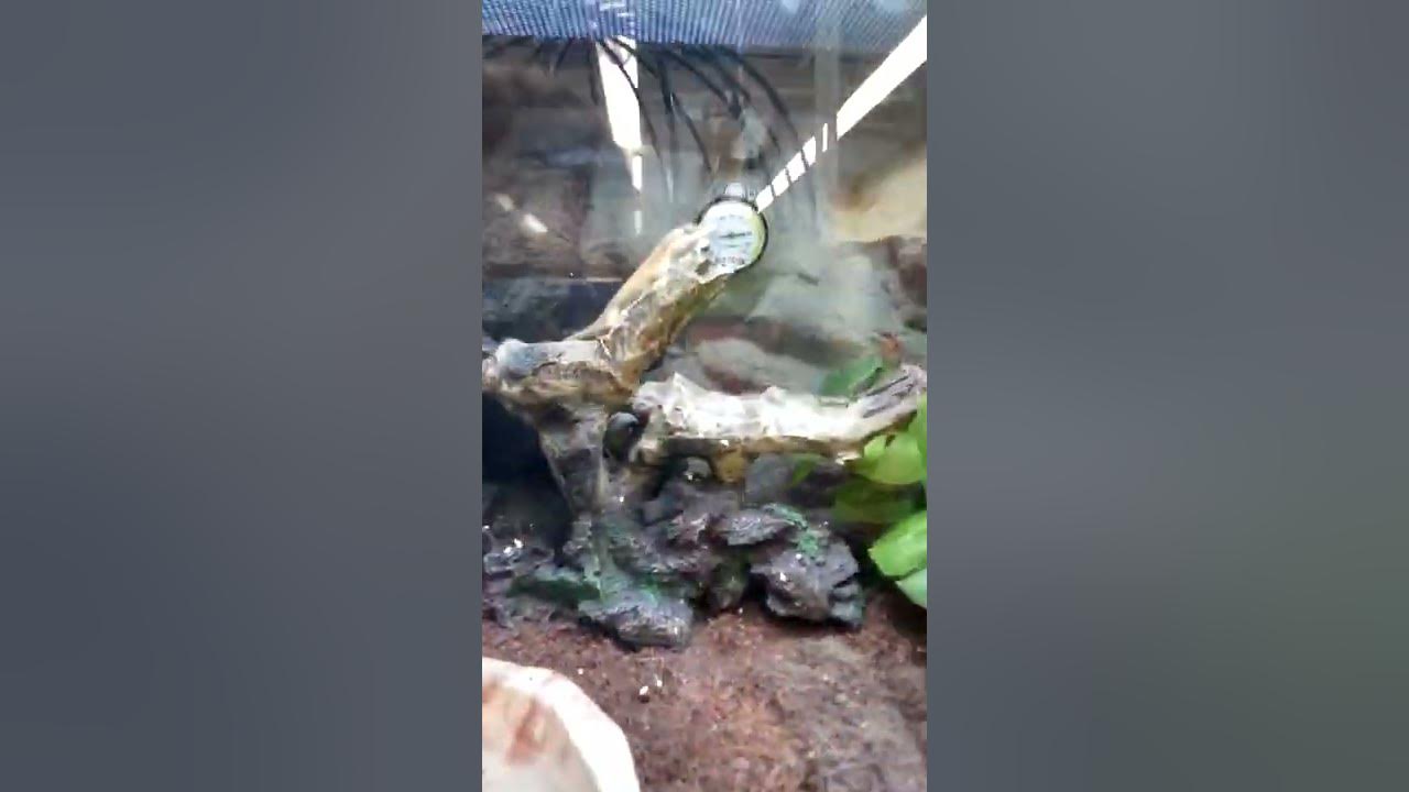Baby bearded dragons, green anole, and Jackson's chameleon at PETCO in