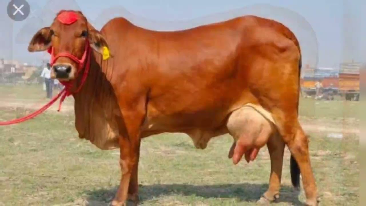 Gir cow images