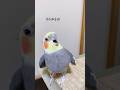 元気な【こんにちは】をお届け!オカメインコこはくさん #shorts