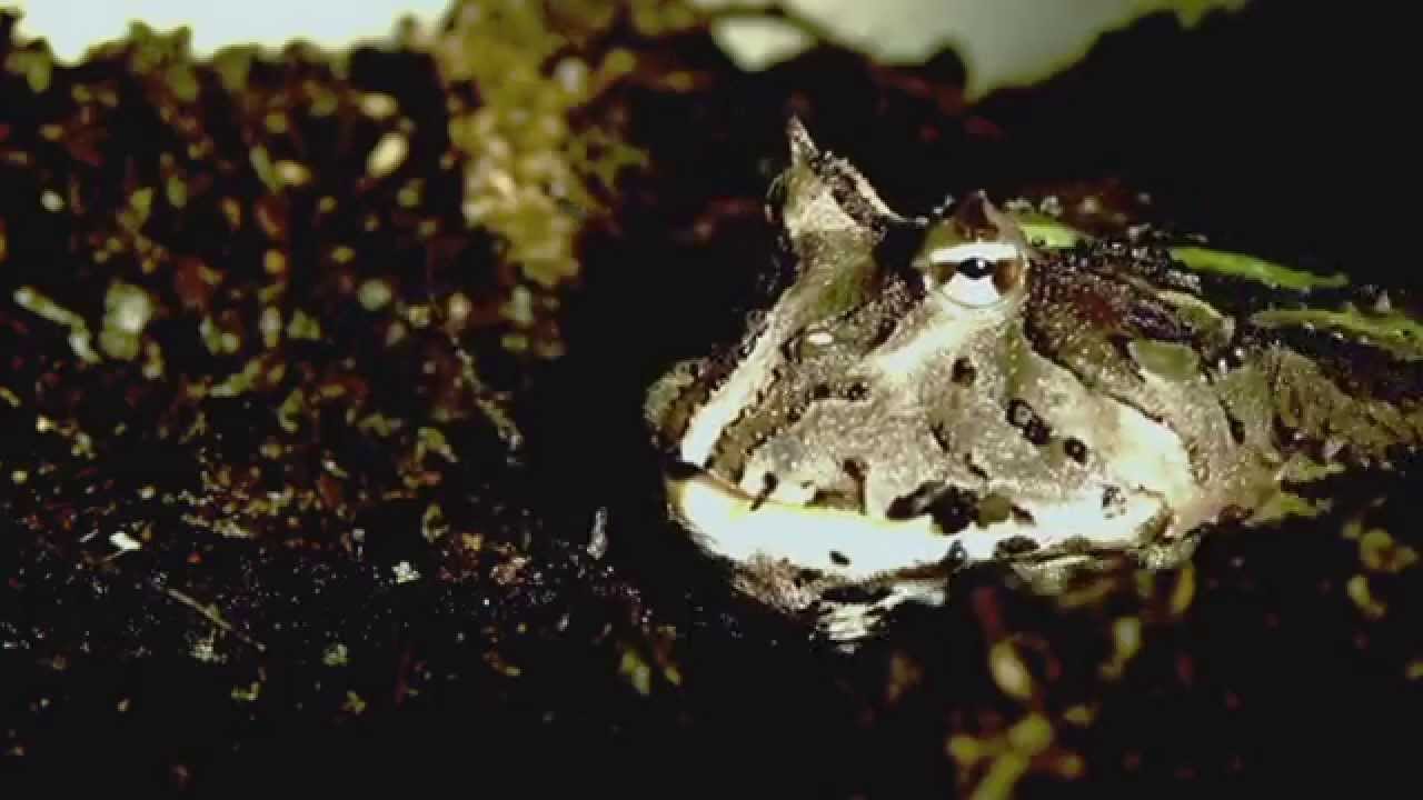 Science Today Frog Tongues California Academy of Sciences YouTube