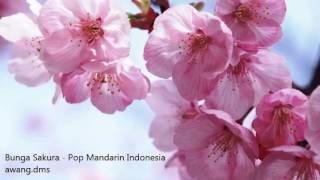 SAKURA - POP MANDARIN INDONESIA KENANGAN