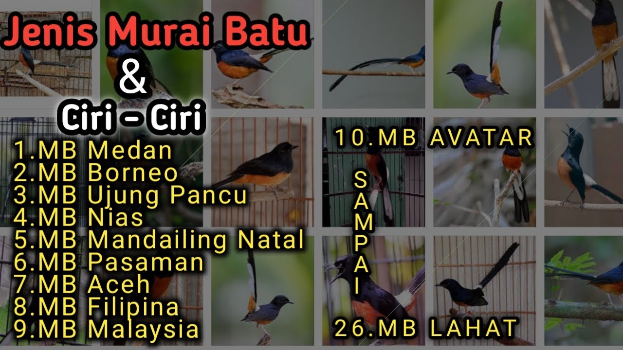 26 Jenis Murai Batu & Harganya Yang Mungkin Belum Kamu Ketahui 2022