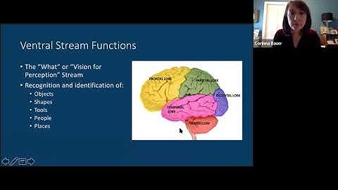 Ventral Stream Functions in CVI: Object and Face by Dr. Corinna Bauer