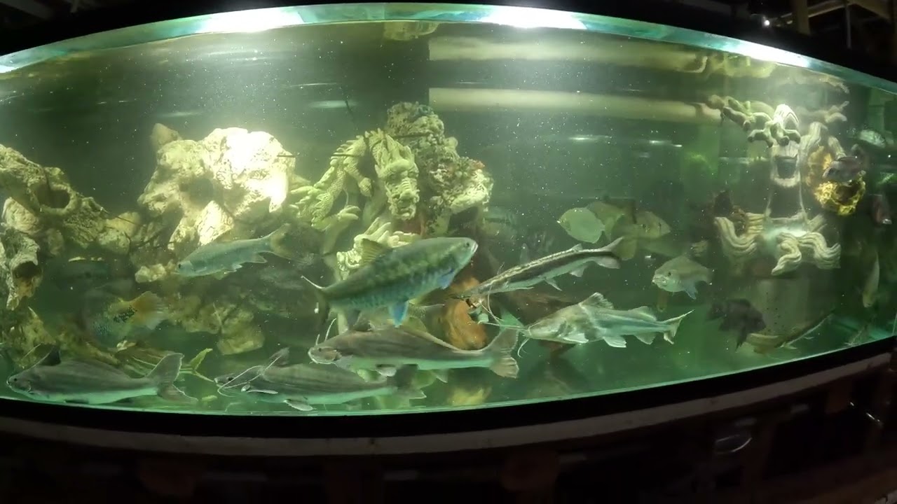 Fish night in Cichlid 3.0 tank - YouTube