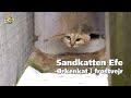 Sandkatten Efe