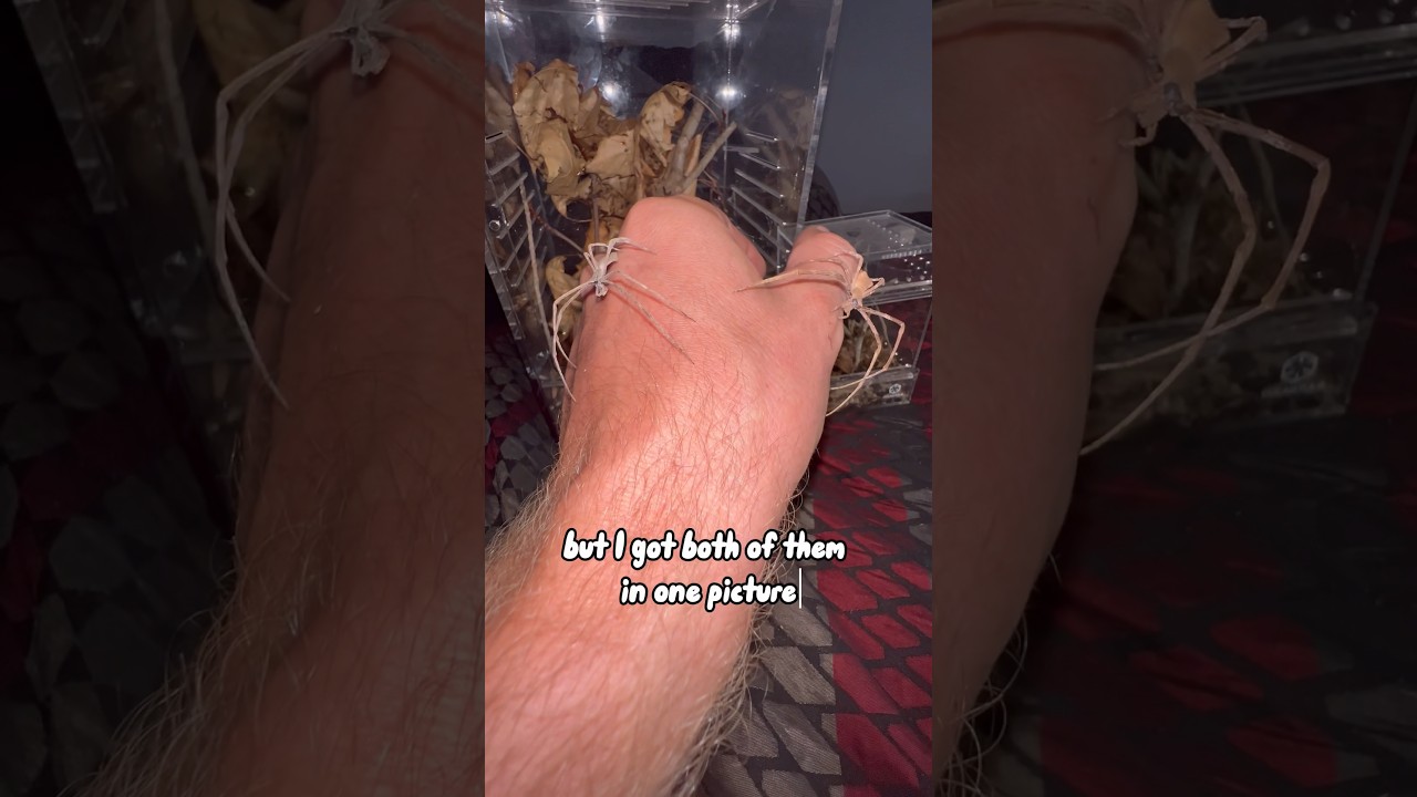 Comparison of my rare ogre faced spiders male vs female 