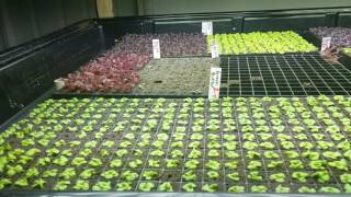 Commercial Aquaponic Seed Starting at Ouroboros Farms