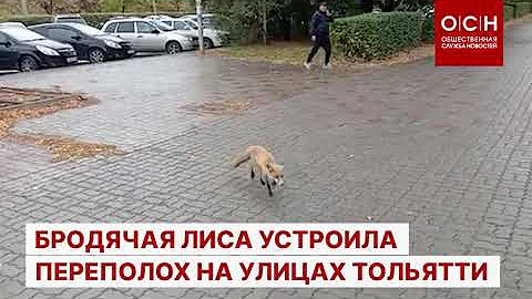 Бродячая лиса устроила переполох на улицах Тольятти