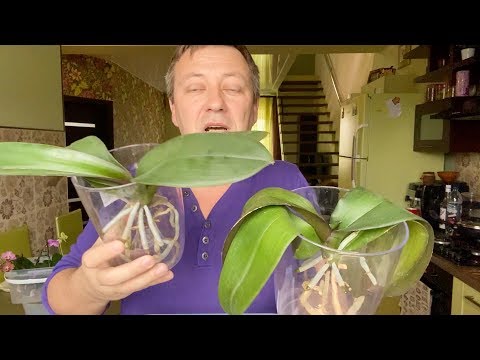 УСЛОВИЯ СТИМУЛЯЦИИ ОРХИДЕИ почему орхидея не замечает и корни не растут