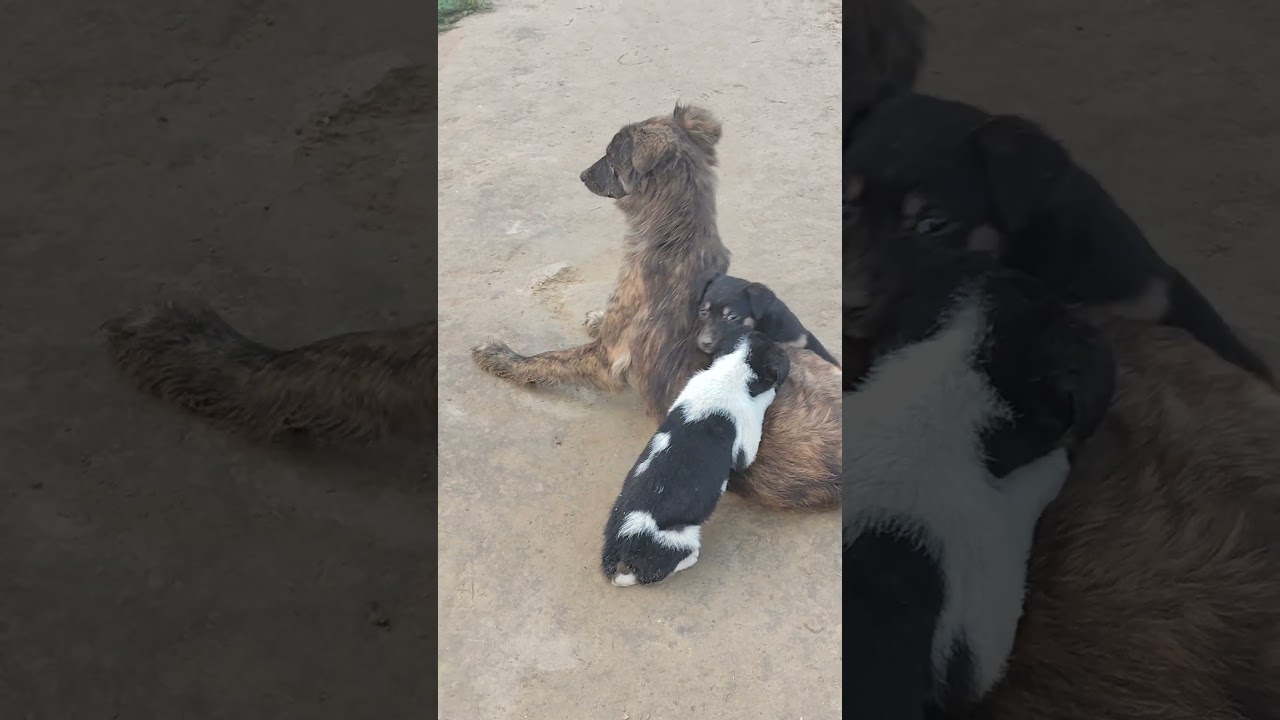 dogs puppy in rural area
