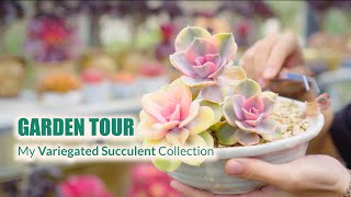 My Variegated Succulent Collection (with ID)  Garden Tour EP4 | 9 Years Living with Succulents