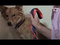 Depressed Dog Finally Allows Touch Of His Owner After 'This' Happens (Part 2) | Kritter Klub