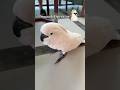 Meet Hummus&mdash; The Smooth Operator 😎🦜 | Good Vibes Thailand 🌴