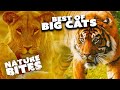 Roaring Wonders: Captivating Big Cat Moments That Will Leave You Breathless | Nature Bites