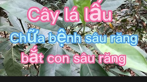 Công dụng của loại cây lá lấu phòng và chữa bệnh sâu răng bắt con sâu răng trong một nút nhạc.