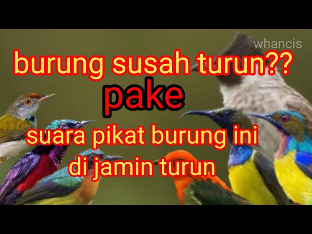 mikat burung susah?? turun pake suara pikat burung ini di jamin turun semua.. class=