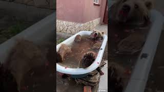 Funny animals video #3 #shorts