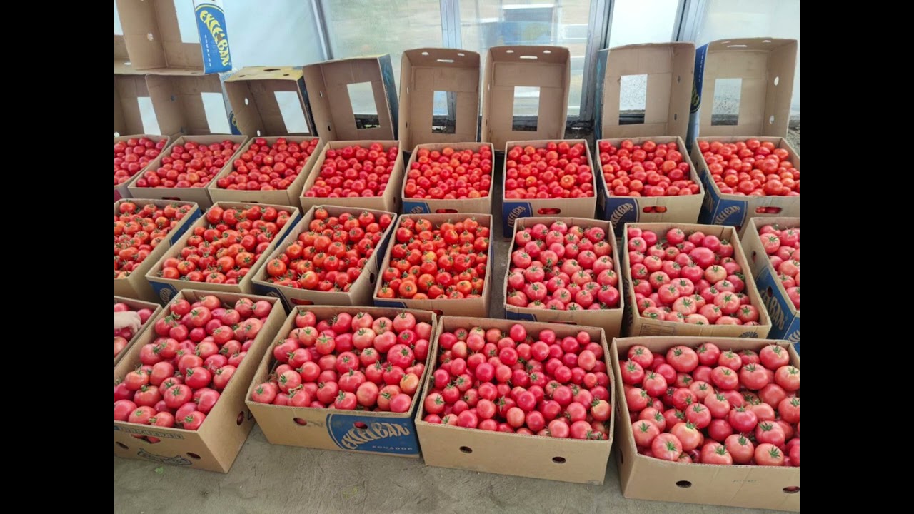 Инновационные технологии выращивания овощей в закрытом грунте.