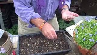 Sowing Violet Seed Demonstration