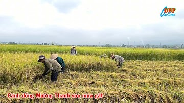 Cánh đồng Mường Thanh vào mùa gặt