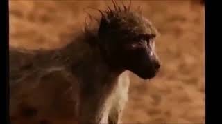 Baboon attack deer, crocodile attack baboon