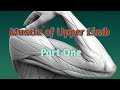 Muscles of Trapizus, Deltoid, Latissmus dorsi, Pectoral Major and Rotator Cuff, With made easy