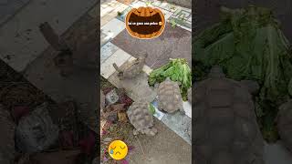 Así gana un tortugo #shortsyoutube #mascotas