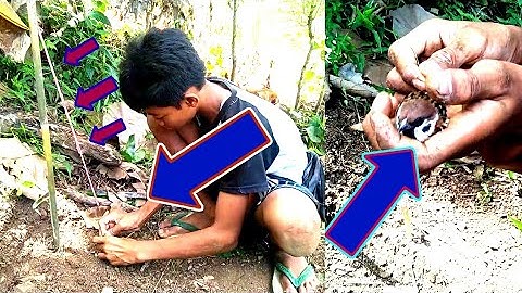 Perangkap Burung Sederhana Dari Bambu 💯 Dapat Burung Gereja | Sobat Petualang