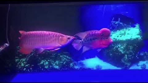 Cá Rồng Huyết Long Và La Hán cắn nhau như gì lun