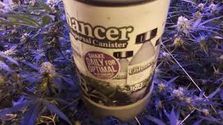 413 Grow Boss - A look at the flower room #tnb #tnbnaturals