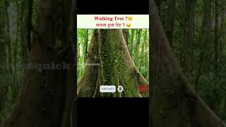 चलत हआ पड ? Walking Tree