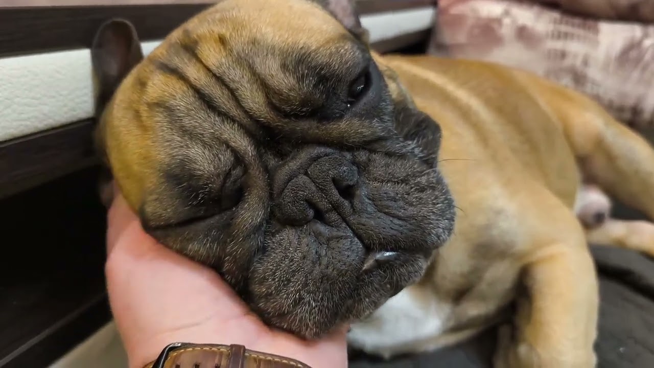 Очень опасный зверь 