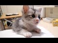 まだまだ眠くない子猫が大暴れする【赤ちゃん猫】【保護猫 子猫】