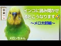【インコに読み聞かせるとこうなります】おしゃべりインコメロンちゃん