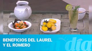 Conozca los beneficios del romero y laurel