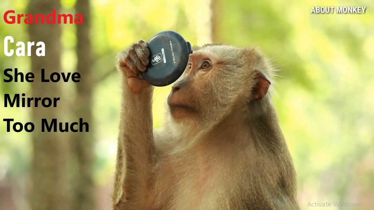 Действительно красивая Обезьяна Кара Она, Как Зеркало, Снимает Ее Красоту Удивительное Лицо