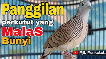 Perkutut Lokal Gacor (Panggilan Perkutut Yang Malas Bunyi) Bikin 💯 Nyaut Memanggung