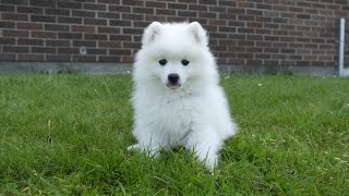 Molly Japansk spets 10 veckor - japanese spitz 10 weeks - Part 4 by Elin Mårtensson 36,514 views 9 years ago 3 minutes, 26 seconds